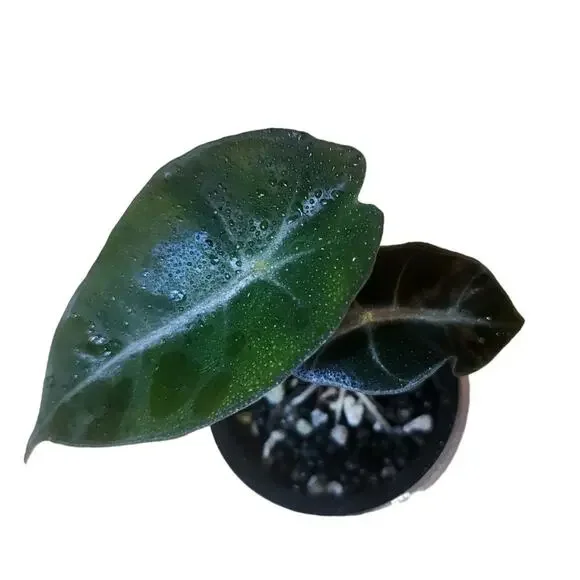 Alocasia Amazonica 'Polly' Elephant Ear Plant - Picture 5 of 12